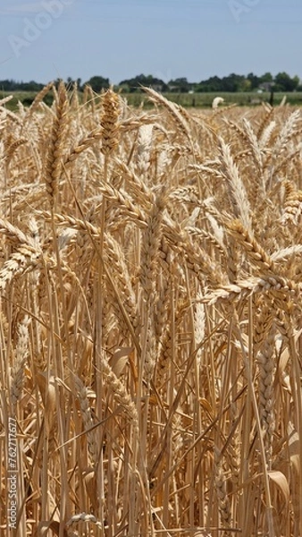 Obraz golden wheat field