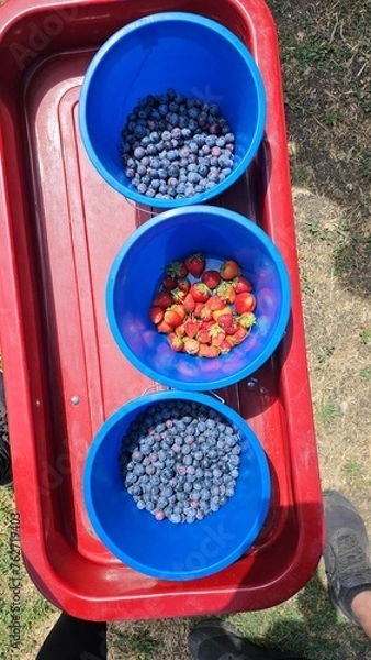Obraz picking berries