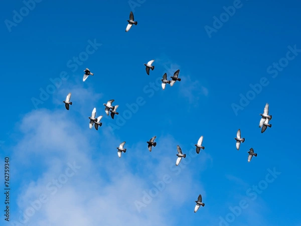 Obraz Pigeons in flight