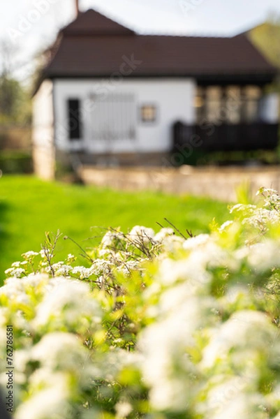 Fototapeta A green building is visible in the background with a bush of white flowers in the foreground. The natural landscape includes grass, vegetation, and sunlight