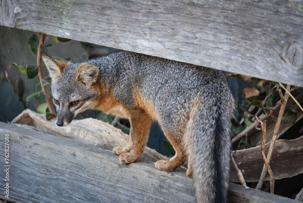 Obraz Island Fox on Fence