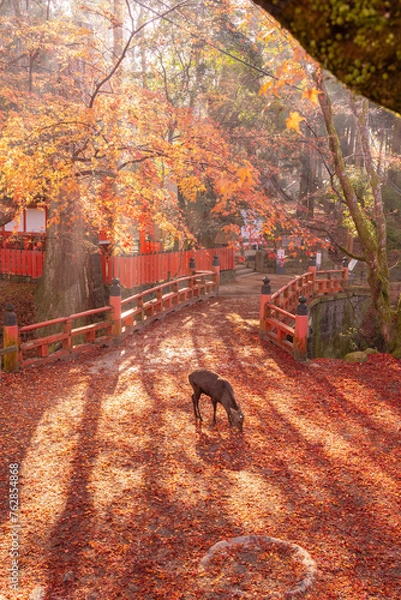 Obraz 奈良　水谷神社の鹿と紅葉
