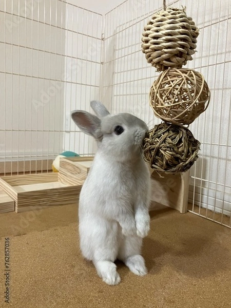 Obraz 室内で遊ぶペットのうさぎ