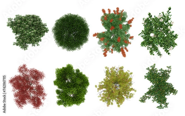 Obraz High Resolution Tree Plan Top View