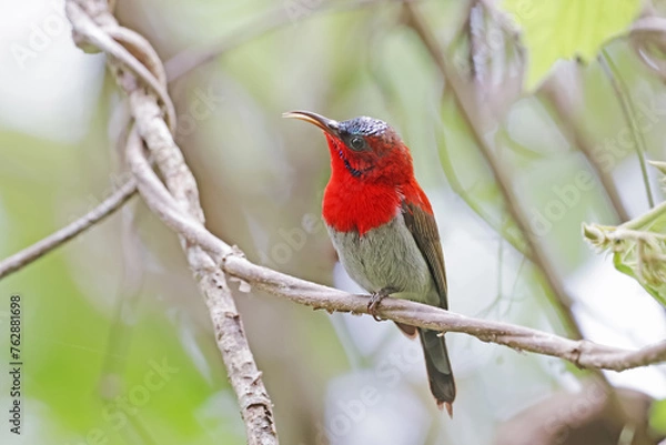 Fototapeta The Crimson Sunbird on a branch in nature