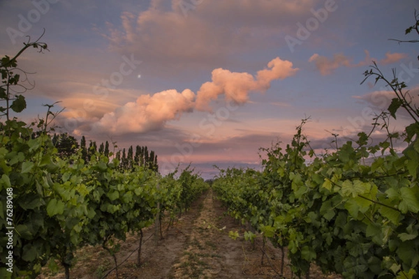 Obraz Sunset on grapevines