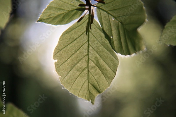 Obraz Feuilles de hêtre