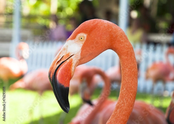 Obraz Pink Flamingo