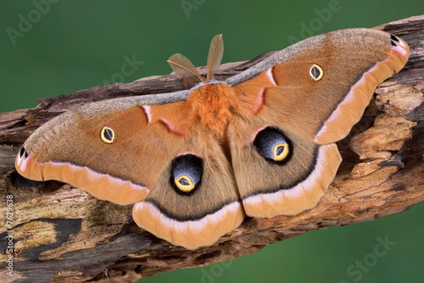 Obraz Polyphemus Moth