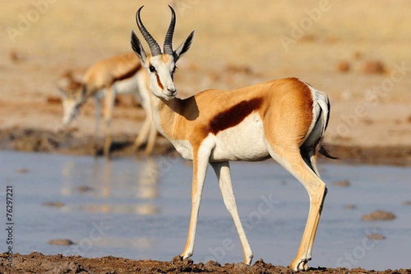 Obraz Springbok