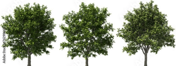 Fototapeta tree real serviceberry hq arch viz cutout trees
