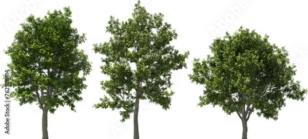 Fototapeta tree real serviceberry hq arch viz cutout trees