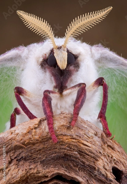 Obraz Luna moth portrait