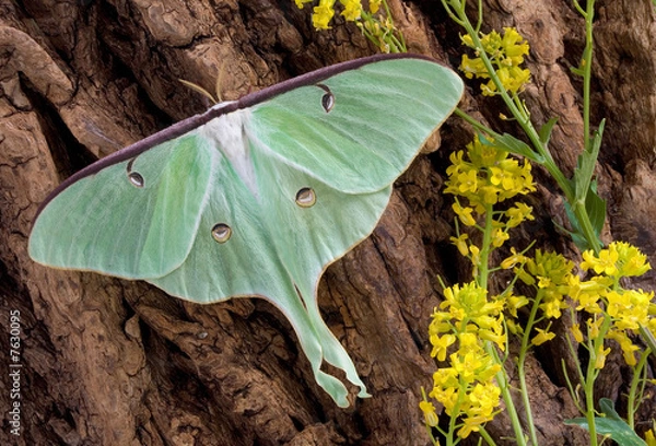 Obraz Luna moth on tree 2