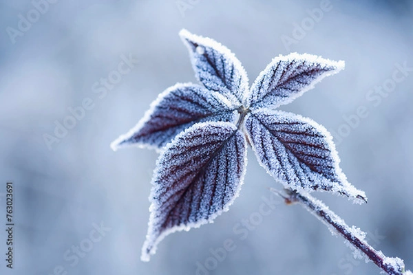 Obraz frost on a leaf
