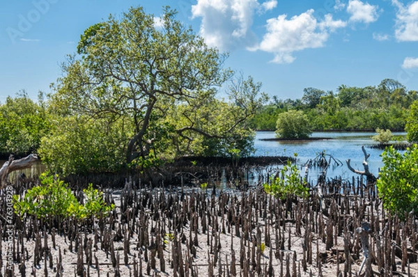 Fototapeta Mangrove swamp