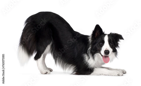 Fototapeta Beautiful black and white border collie standing side ways i yoga pose, looking to camera with tongue out, isolated on a white background