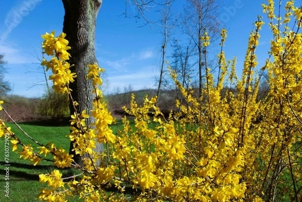 Obraz Prémices de printemps 2024