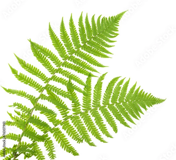 Obraz ferns isolated on white, cutout