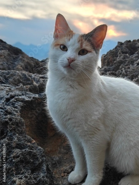 Obraz Cat and the sunset