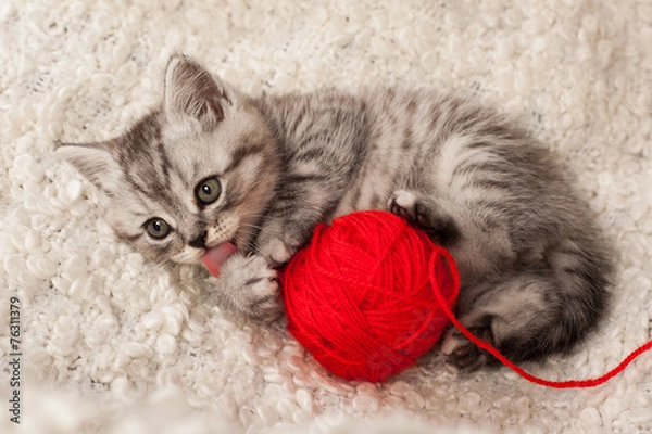 Fototapeta nice kitten plays with threads