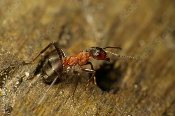 Fototapeta ant