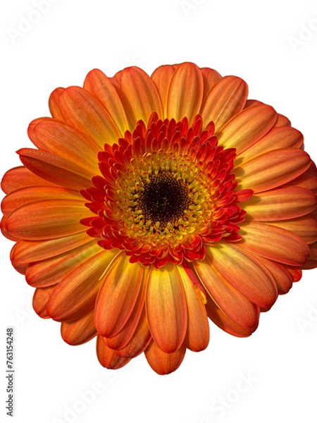 Obraz orange gerber daisy