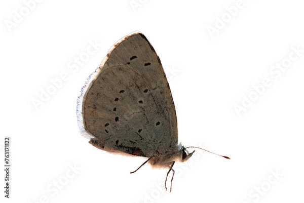 Obraz mariposa macro aislada