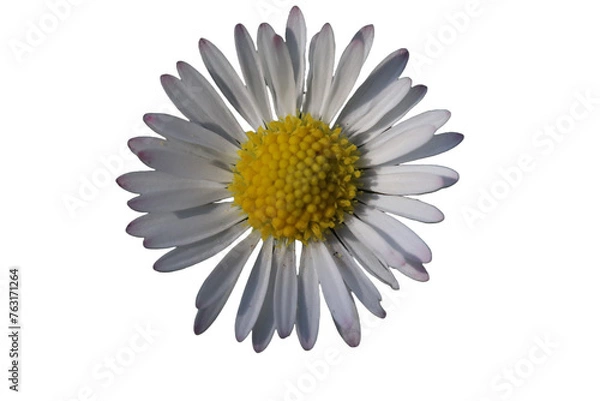 Obraz White margarite