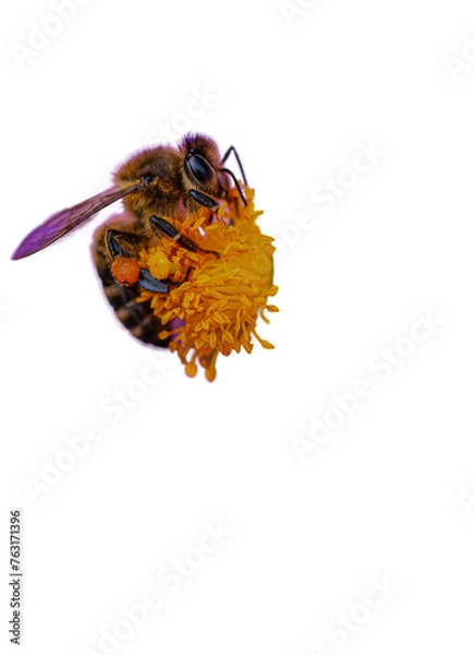 Obraz Bee taking pollen from flower