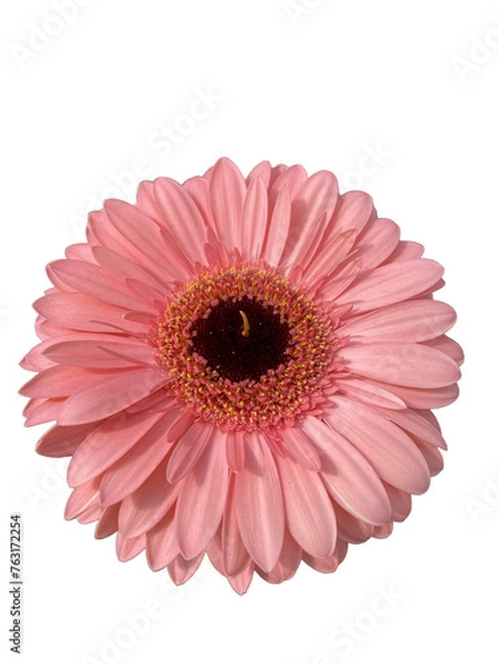 Obraz flor salmon de gerbera