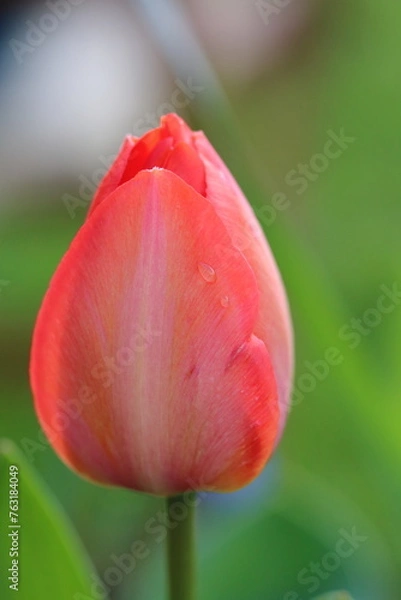 Obraz Tulips after rain - UK