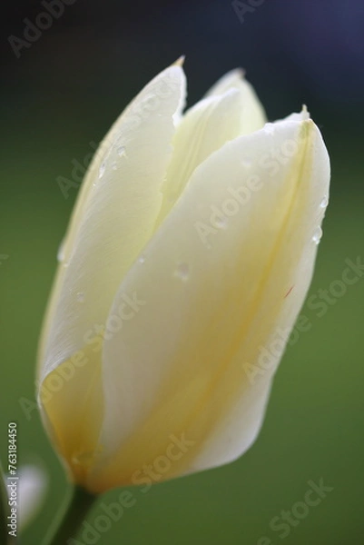 Obraz Tulips after rain - UK