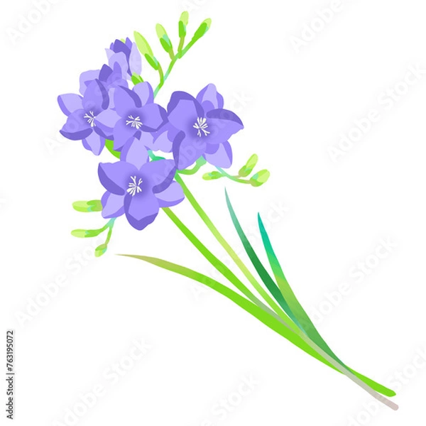 Obraz 紫色のフリージアのイラスト