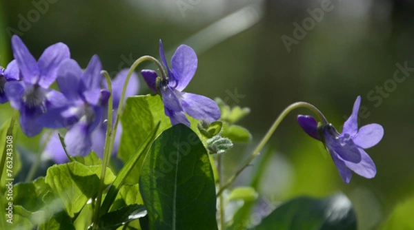 Obraz blue iris flower