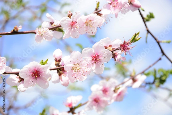Obraz cherry blossom in spring
