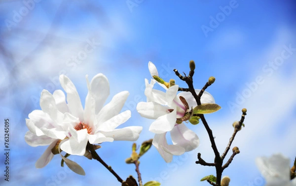 Obraz cherry blossom against sky