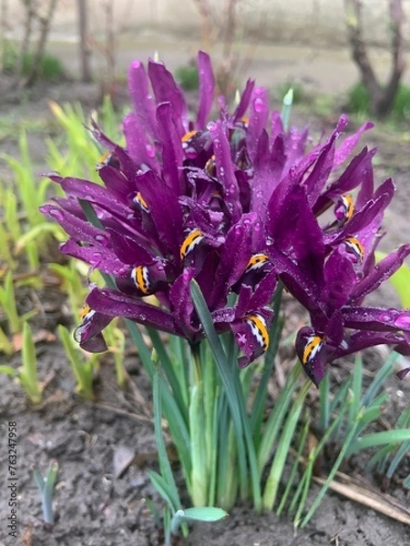Obraz purple crocus flowers, iris flower 