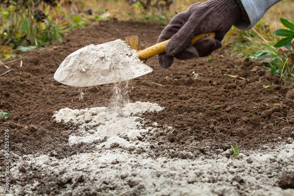 Obraz the gardener sprinkles the flower bed with dolomite flour