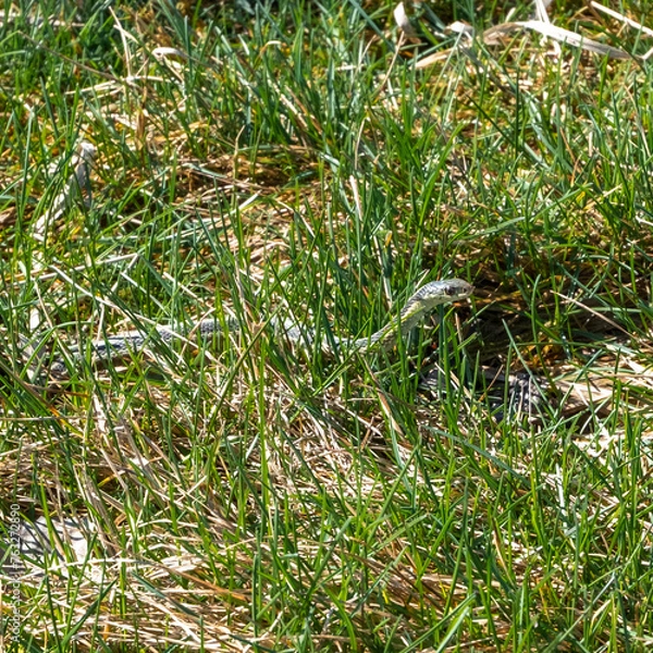 Obraz snake in the grass