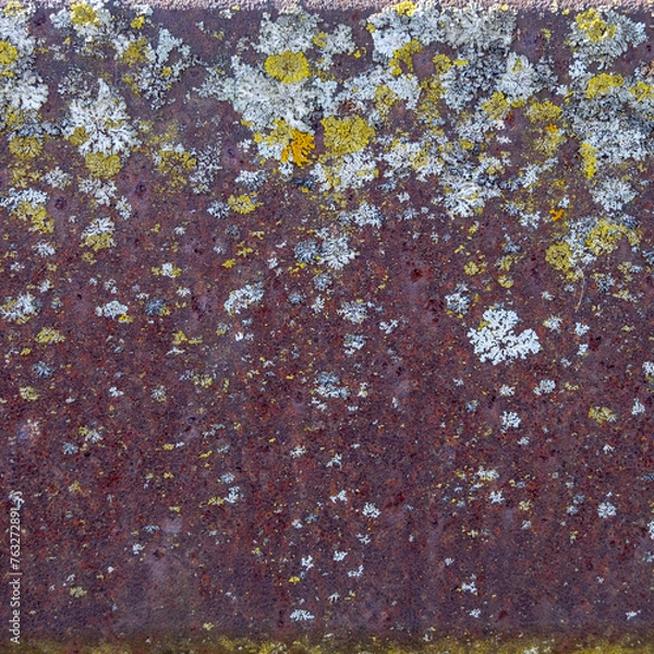 Obraz Algae on metal