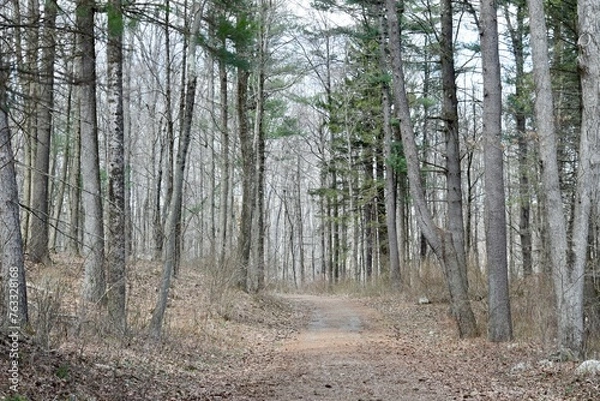 Fototapeta path in the woods