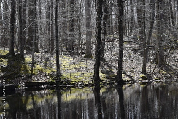 Fototapeta reflection of trees in the water
