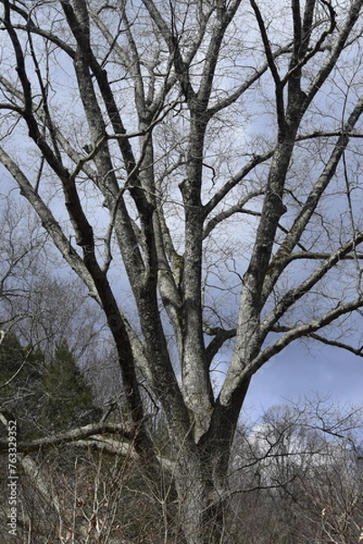 Fototapeta tree in winter