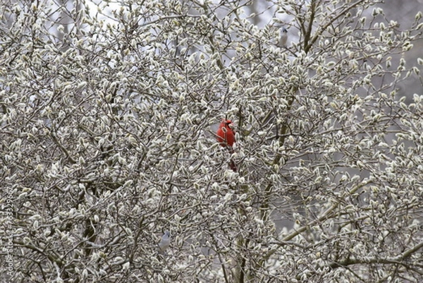 Fototapeta Cardinal hiding in a tree