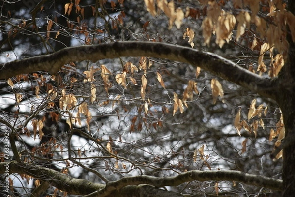 Fototapeta Tree branch and leaves