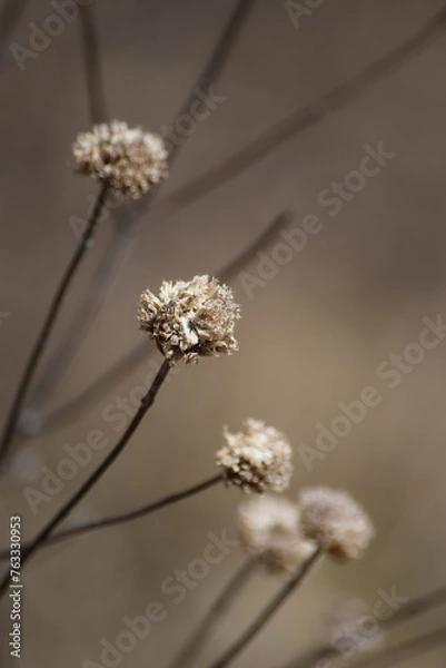 Obraz Dried up flowers
