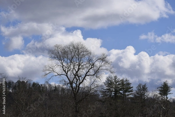 Fototapeta clouds in the forest