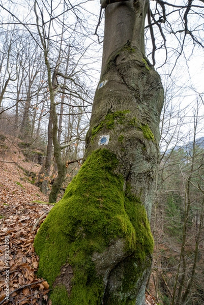 Fototapeta Wegzeichen an einem Wanderweg im Elbsandsteingebirge
