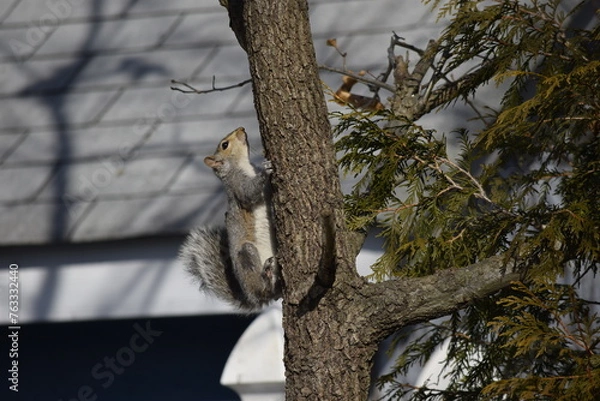 Fototapeta squirrel on a tree